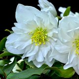 Морозник черный махровый "Дабл" (Helleborus niger "Double")